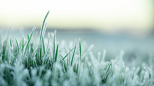 L'entretien hivernal d'une pelouse naturelle