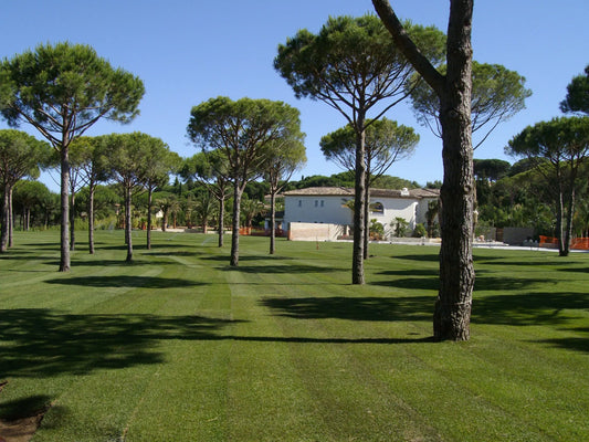 Vue d’un parc arboré avec une pelouse verdoyante soigneusement entretenue, entourée de grands pins parasols sous un ciel dégagé bleu.
