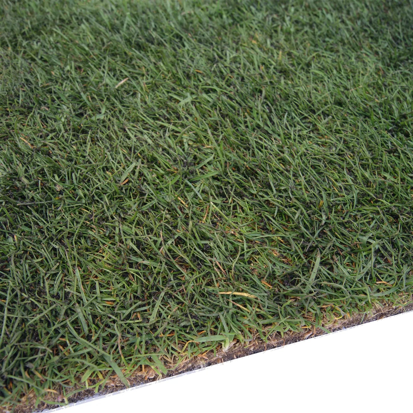 Gazon naturel dense et vert en gros plan, avec des brins d'herbe bien définis.
