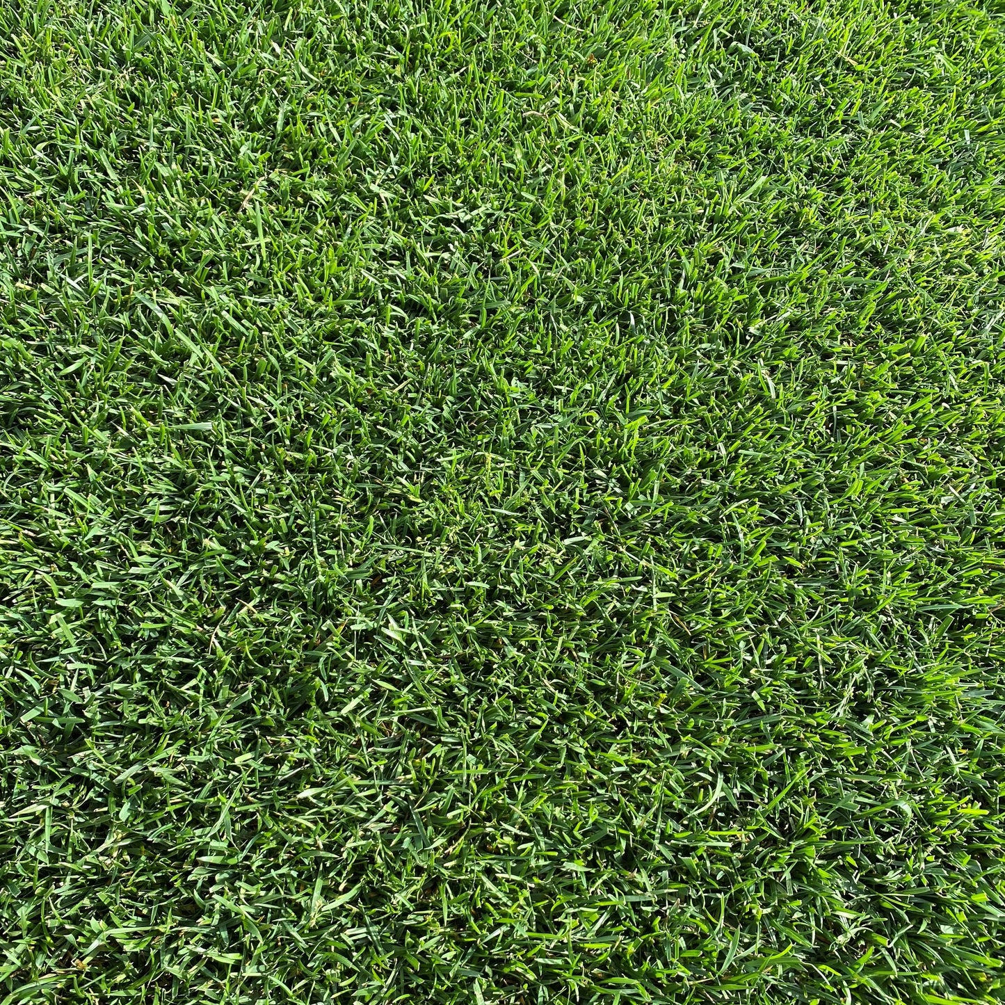 Vue rapprochée d’une pelouse dense et parfaitement entretenue, avec des brins d’herbe épais et sains.