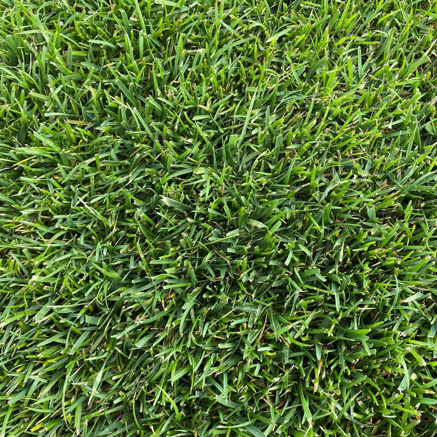 Gros plan d’une pelouse verte uniforme, composée de brins d’herbe fins et bien taillés.