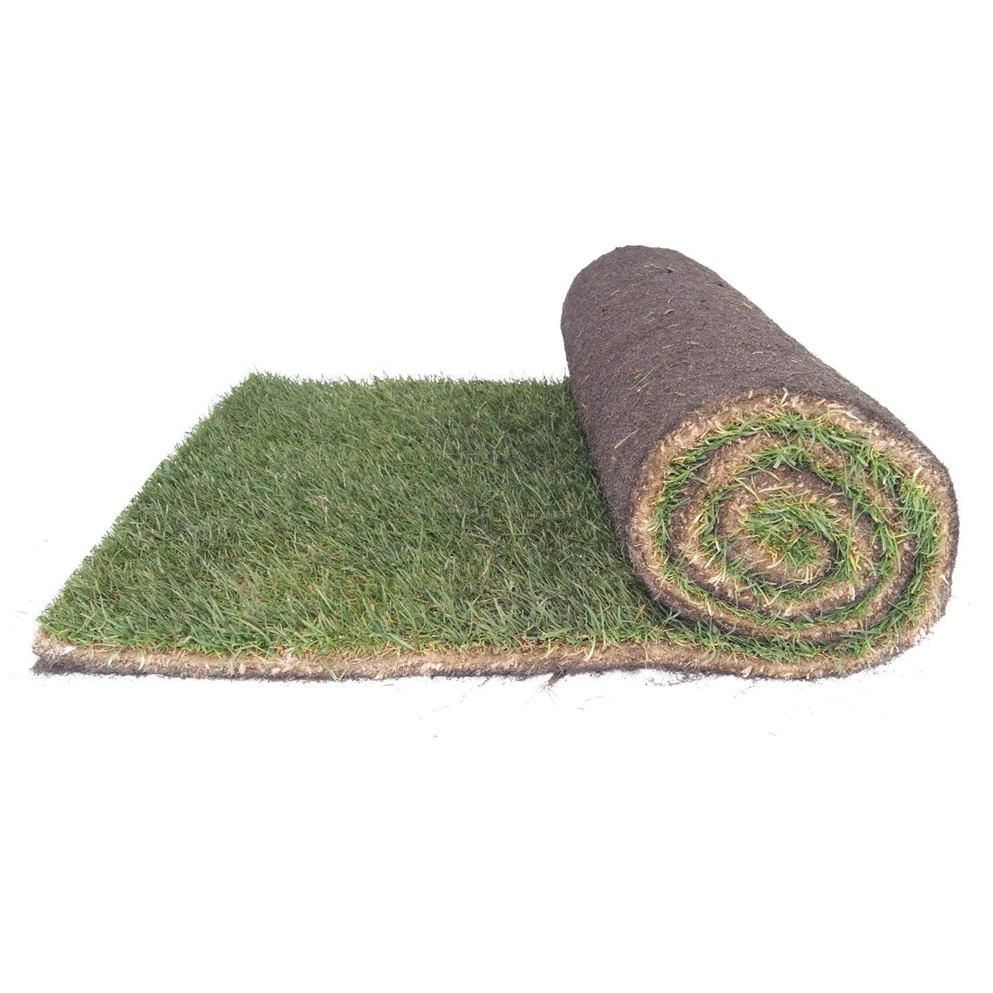 Un rouleau de gazon naturel partiellement déroulé sur un fond blanc, montrant une surface verte dense et une base de terre riche.