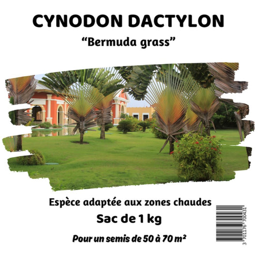 Cynodon dactylon / Bermuda grass