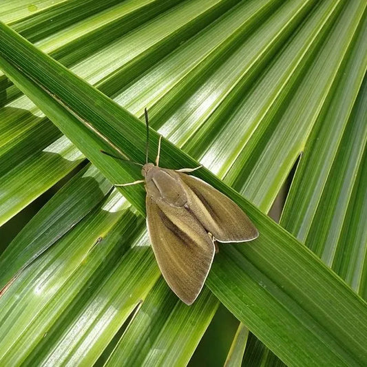 Une vue rapprochée d'un papillon nocturne marron clair posé sur des feuilles de palmier vertes et lustrées, contrastant avec les nervures bien définies des feuilles.