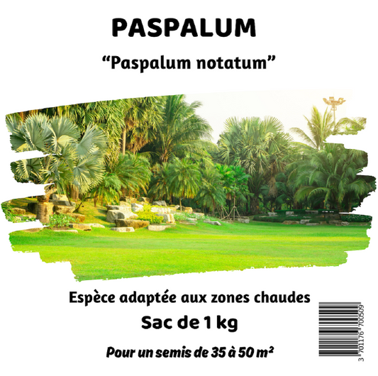 Paspalum Notatum