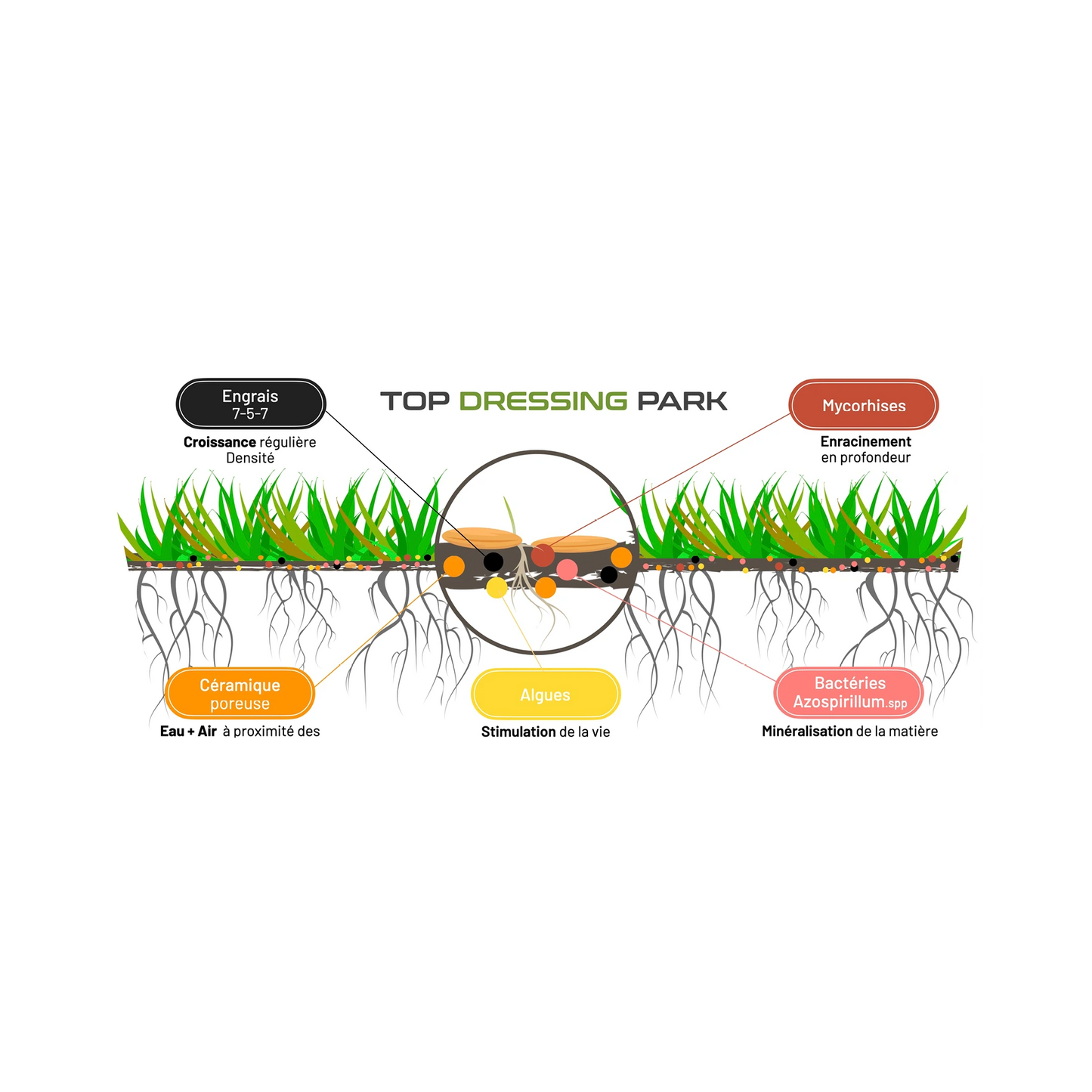 Un schéma explicatif montrant les bénéfices du produit "Top Dressing Park". Le visuel inclut des racines de gazon avec des annotations : "Engrais 7-5-7" pour la croissance, "Mycorhizes" pour l'enracinement, "Céramique poreuse" pour l'eau et l'air, "Algues" pour la stimulation biologique, et "Bactéries Azospirillum spp" pour la minéralisation de la matière.