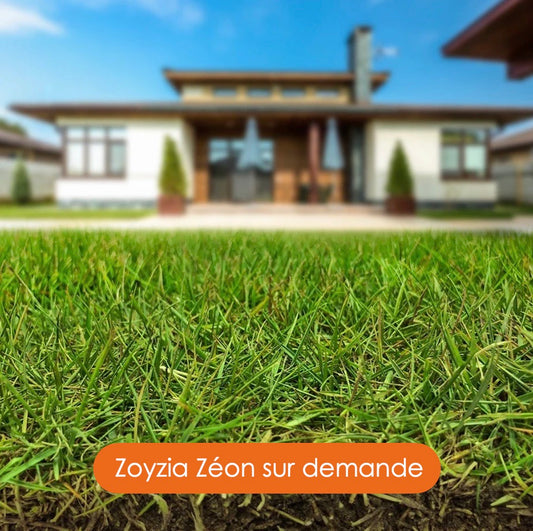 Zoysia Zeon