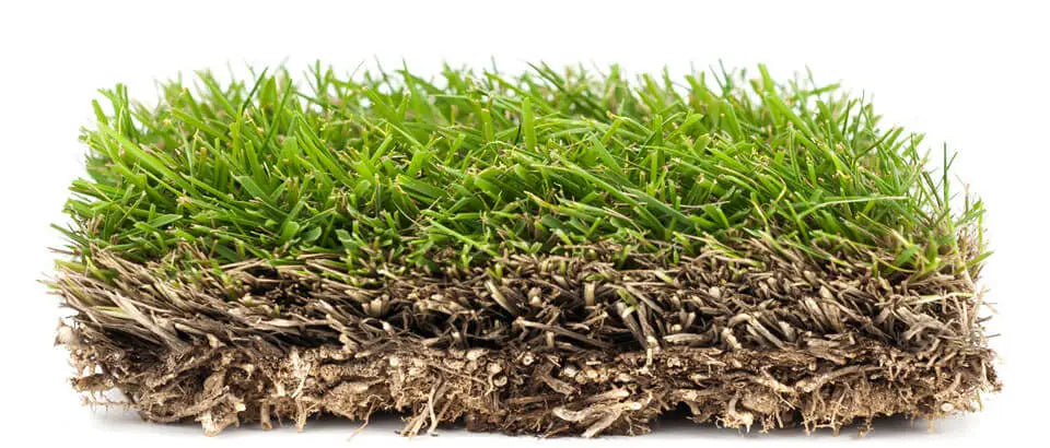Zoysia Zeon