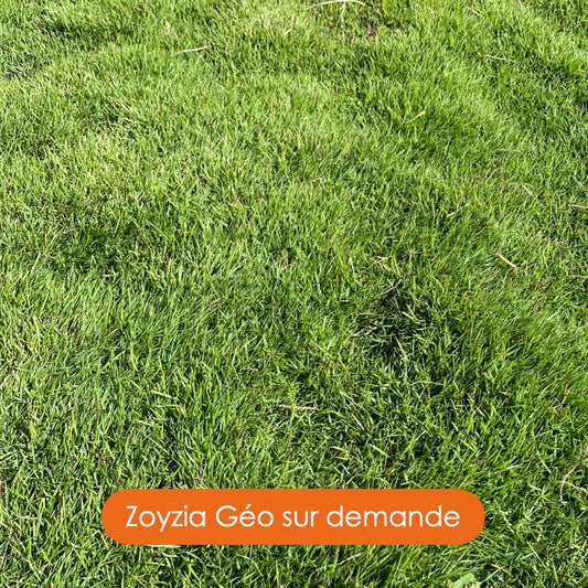 Zoysia Geo