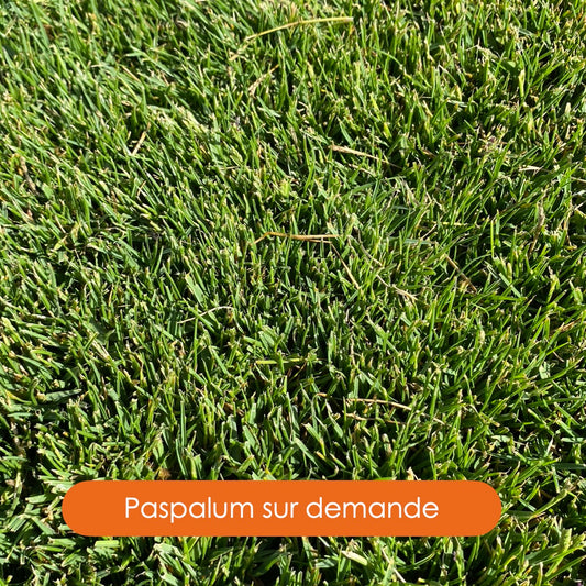 Paspalum Sea Isle 2000