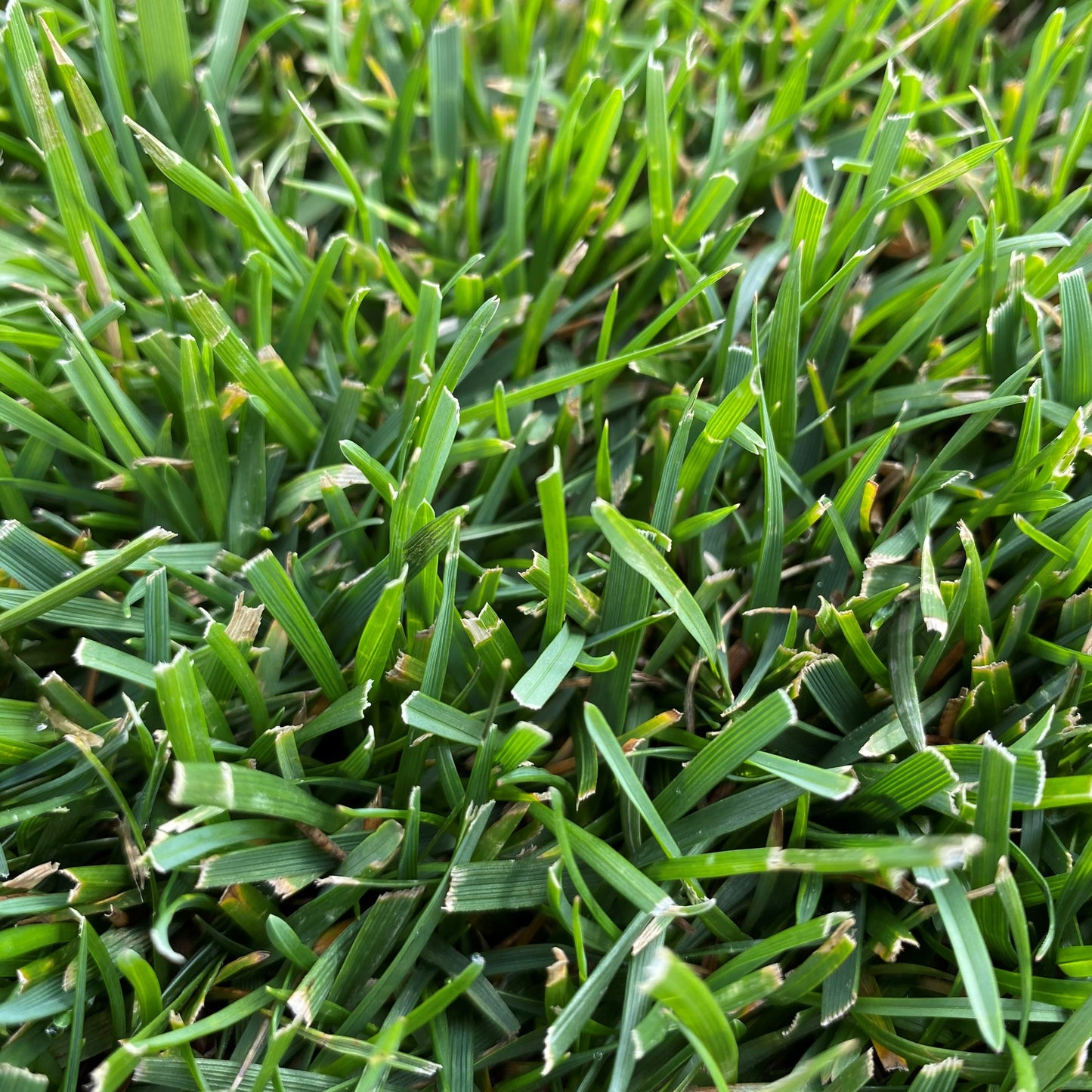 Vue rapprochée d’une pelouse dense et parfaitement entretenue, avec des brins d’herbe épais et sains