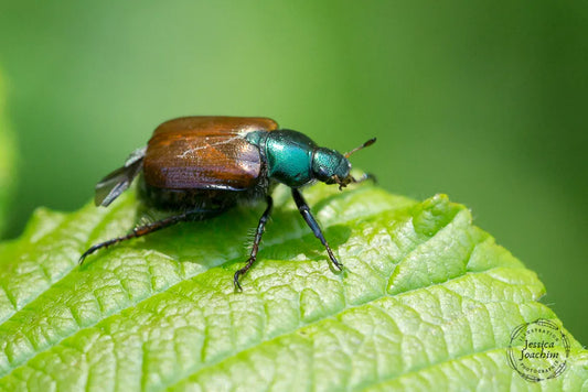 Un scarabée japonais (Popillia japonica) aux reflets métalliques verts et à l'abdomen brun est posé sur une feuille verte nervurée. L'arrière-plan est légèrement flou, mettant en valeur l'insecte et la texture de la feuille.