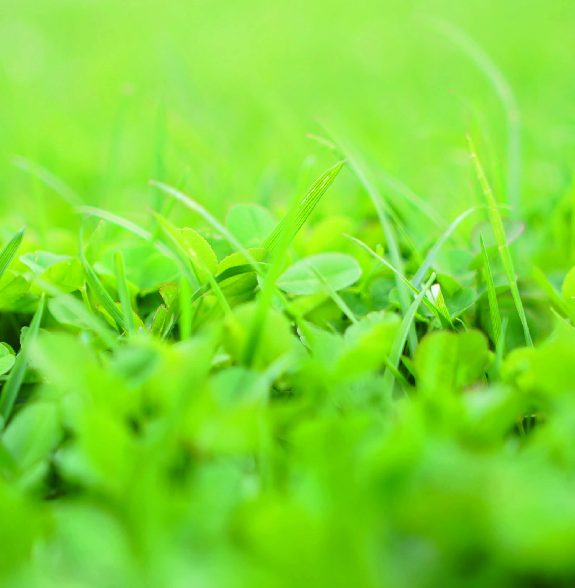 Vue en contre-plongée d'une pelouse verte dense avec des trèfles et des brins d'herbe ressortant nettement sur un fond flou.
