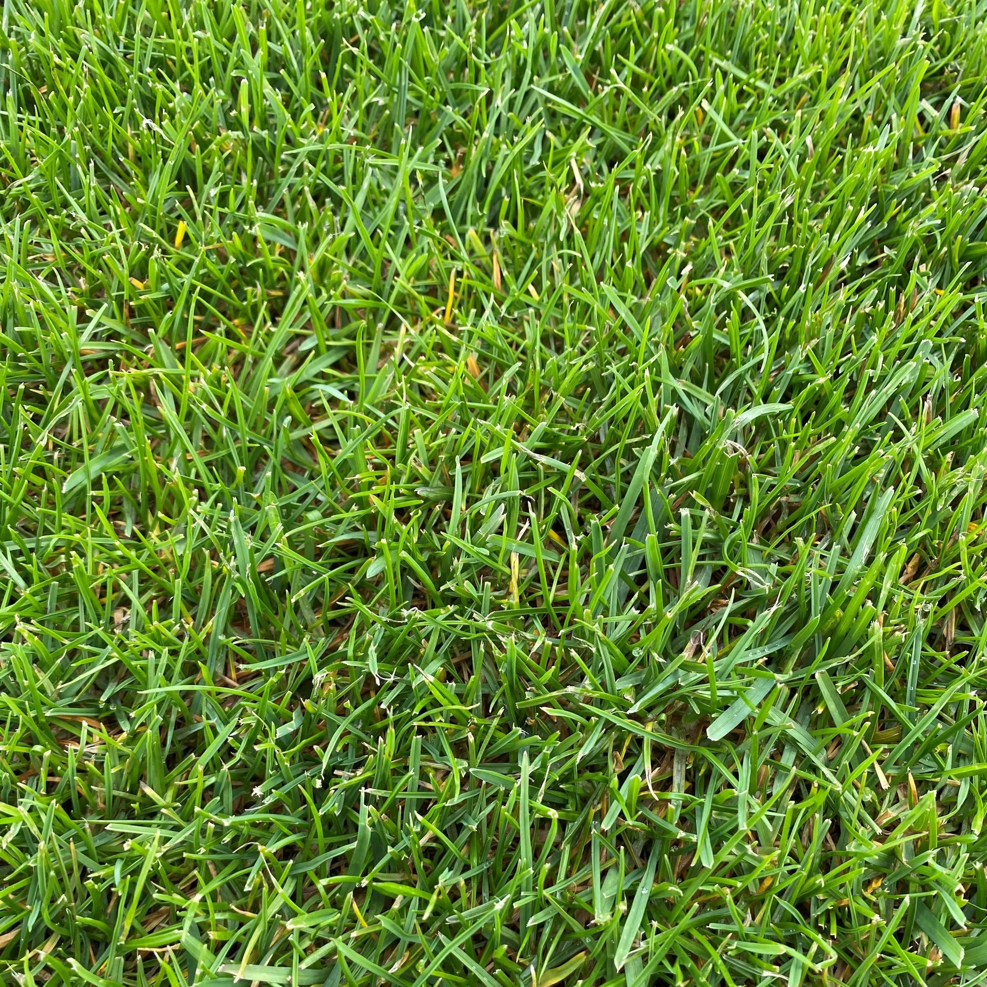 Autre gros plan sur du gazon naturel, montrant des brins d'herbe denses et légèrement inclinés.