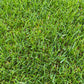 Autre gros plan sur du gazon naturel, montrant des brins d'herbe denses et légèrement inclinés.