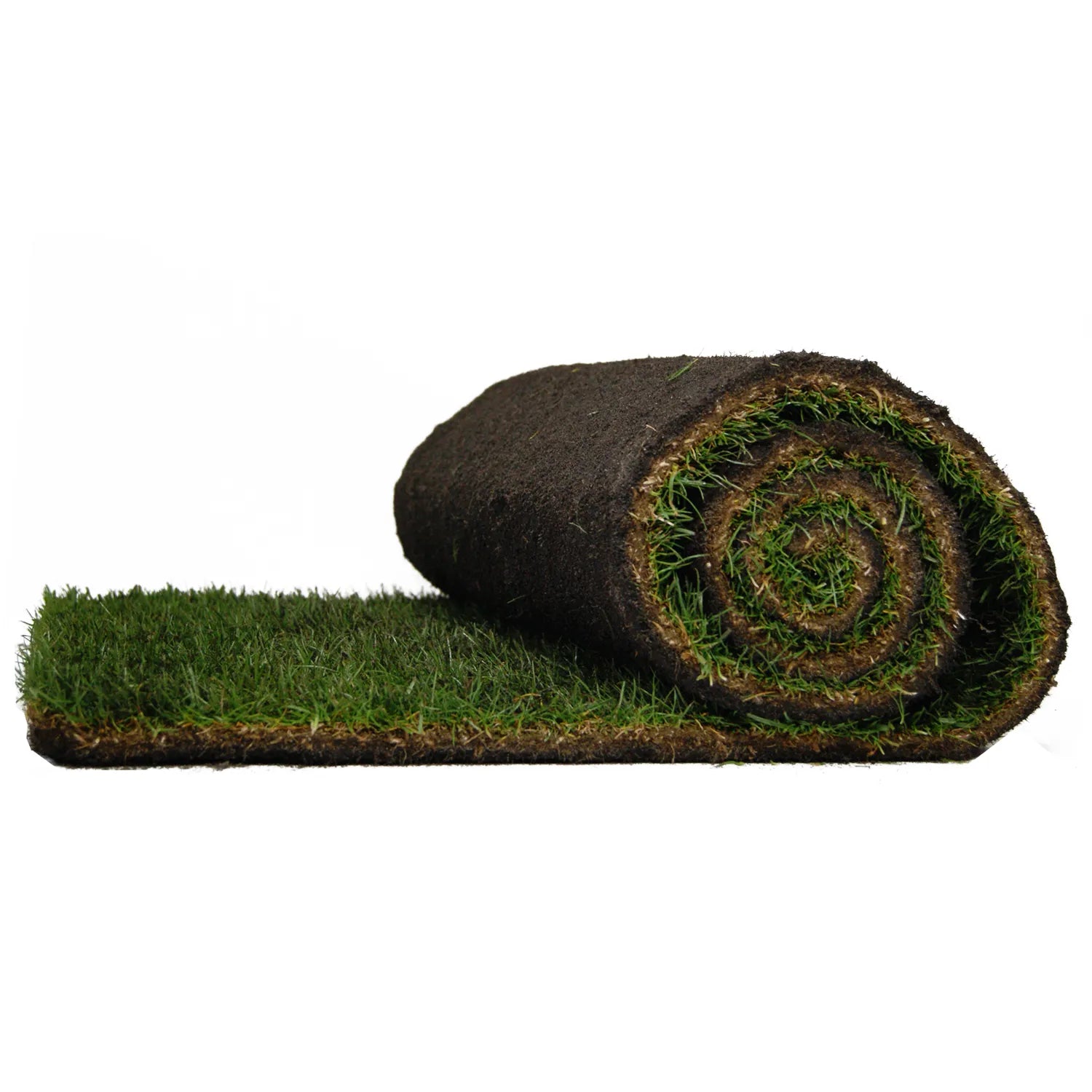 Un rouleau de gazon naturel partiellement déroulé, montrant l'herbe verte dense d'un côté et le sol sombre du rouleau de l'autre, sur fond blanc.