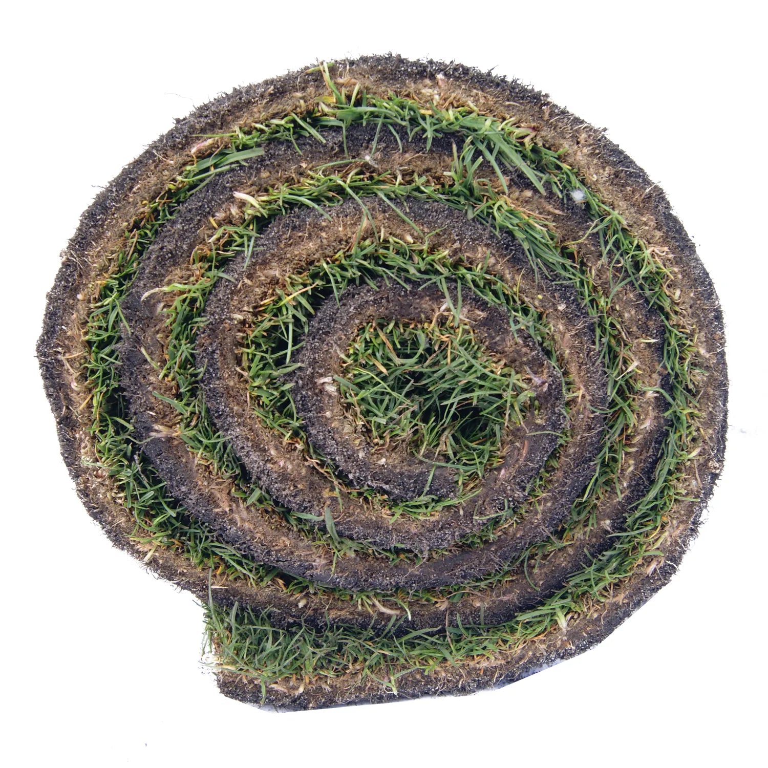  Gros plan sur un rouleau de gazon naturel enroulé, montrant les brins d'herbe verts et la base en terre noire en spirale.