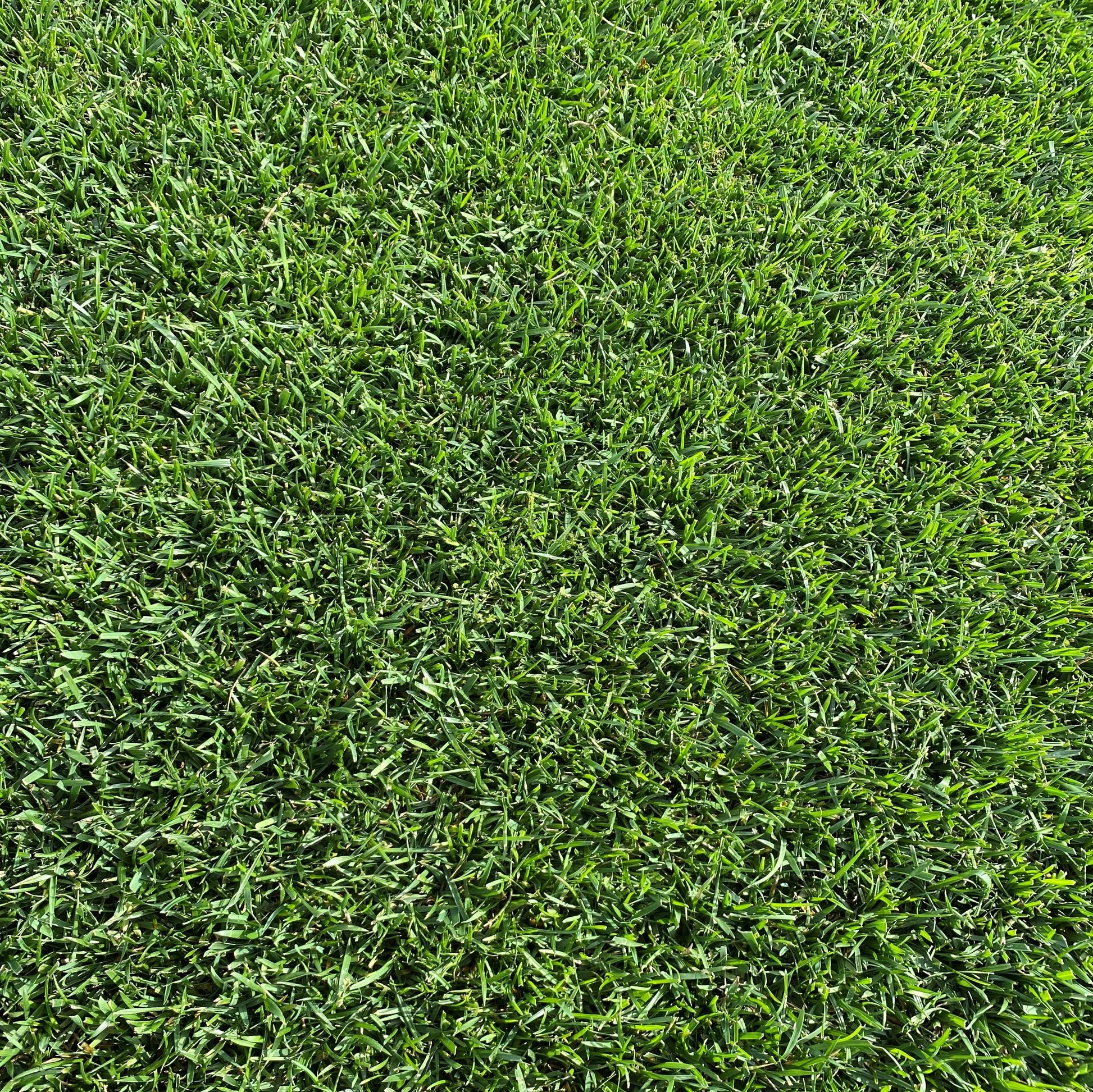 Vue rapprochée d’une pelouse dense et parfaitement entretenue, avec des brins d’herbe épais et sains.