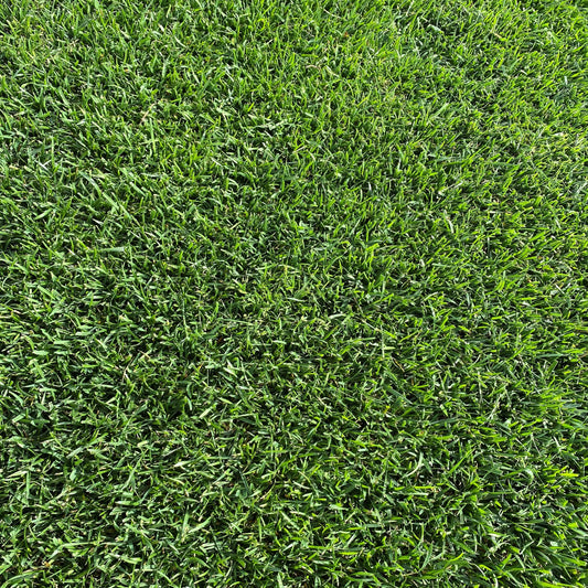 Vue rapprochée d’une pelouse dense et parfaitement entretenue, avec des brins d’herbe épais et sains.