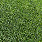 Vue rapprochée d’une pelouse dense et parfaitement entretenue, avec des brins d’herbe épais et sains.