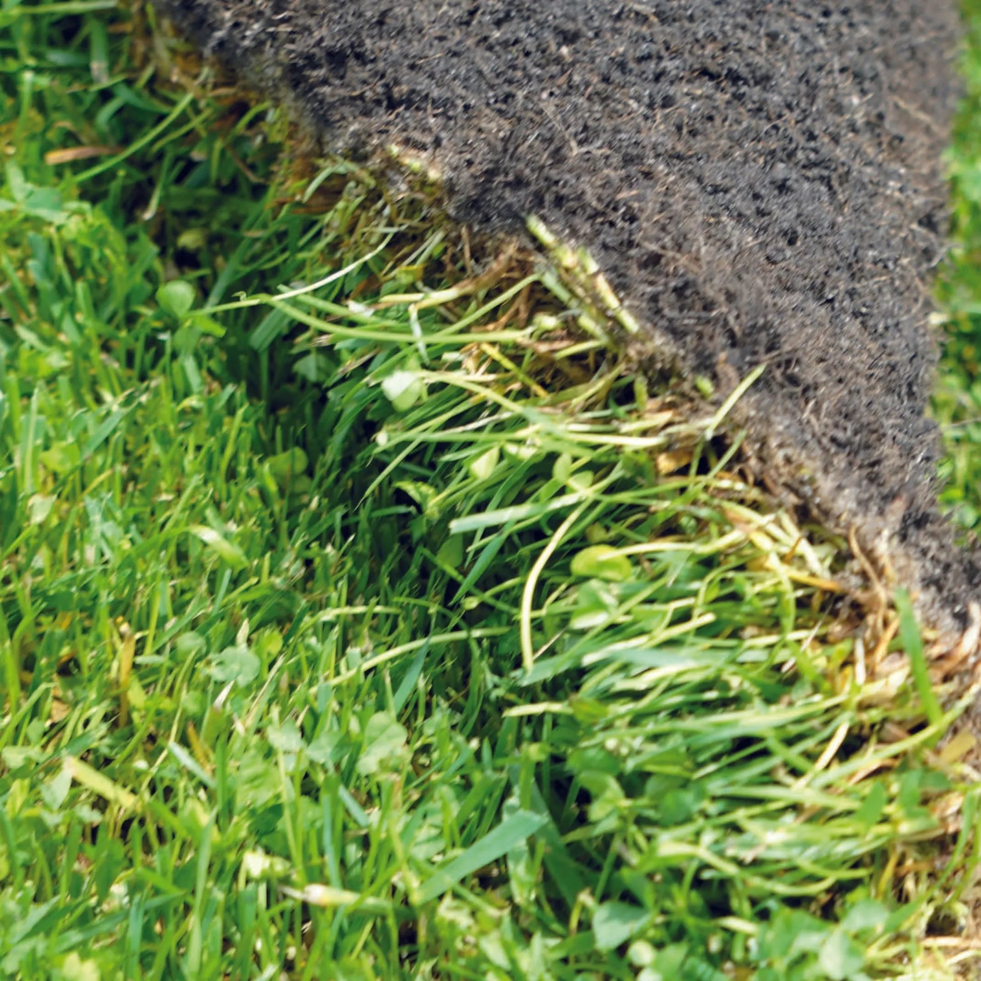 Vue en gros plan d'un rouleau de gazon naturel où les racines et la terre sont bien visibles, partiellement déroulé pour montrer la texture des brins d'herbe.