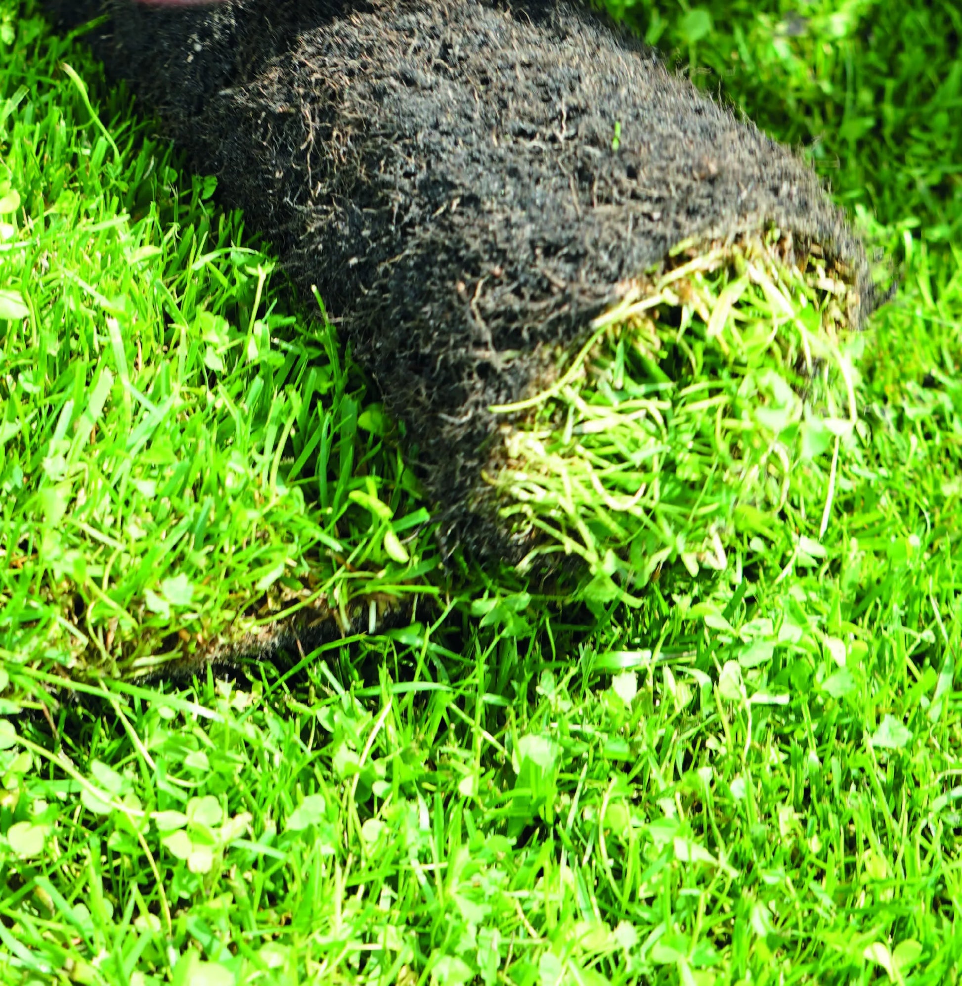 Rouleau de gazon déroulé sur une pelouse verte dense. Les brins d'herbe sont encore partiellement accrochés à la terre noire.