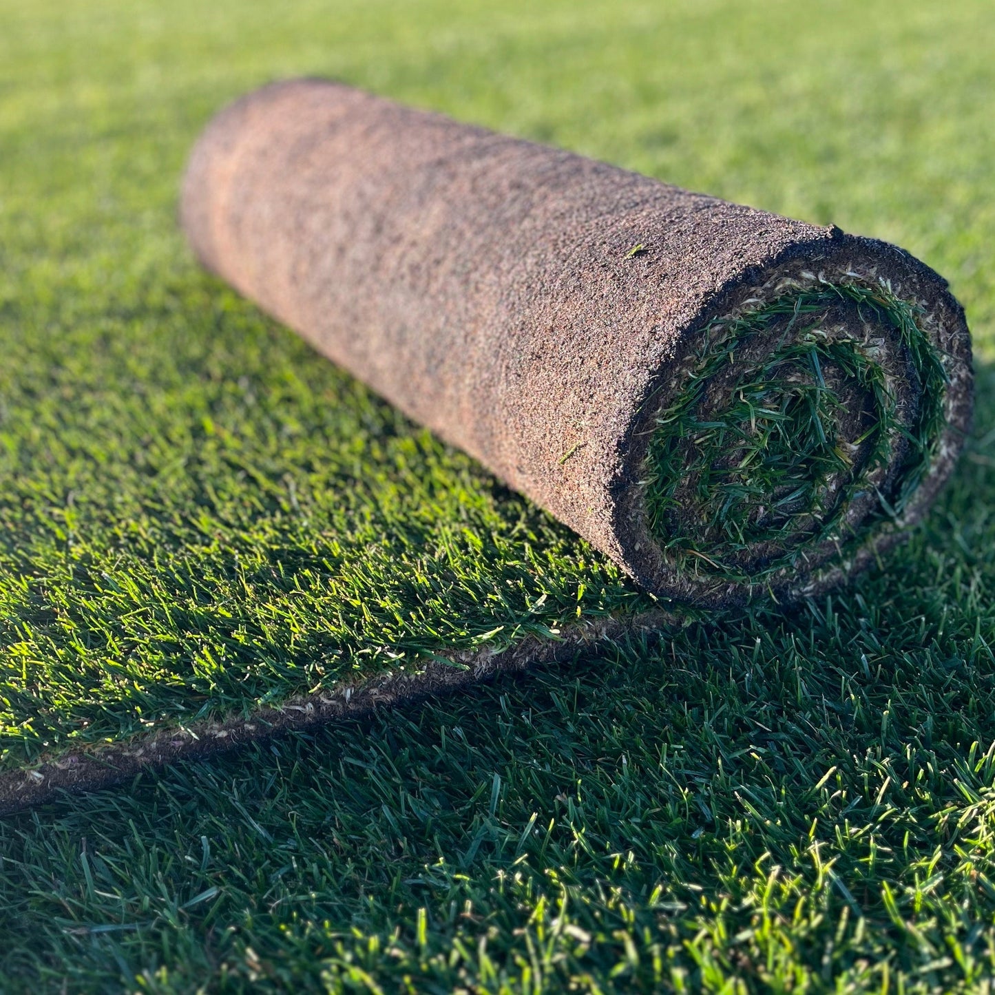 Gazon naturel Natural Park Extrême résistant à la sécheresse