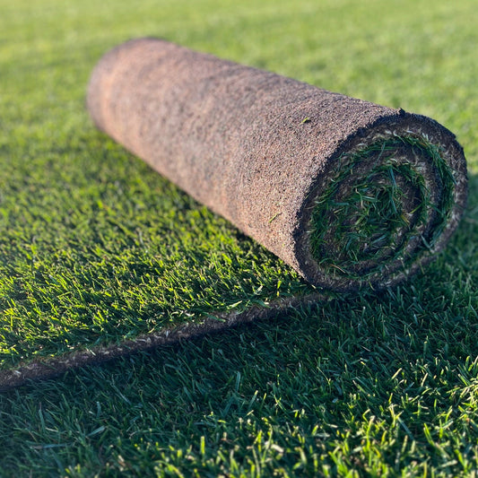 Gazon naturel Natural Park Extrême résistant à la sécheresse