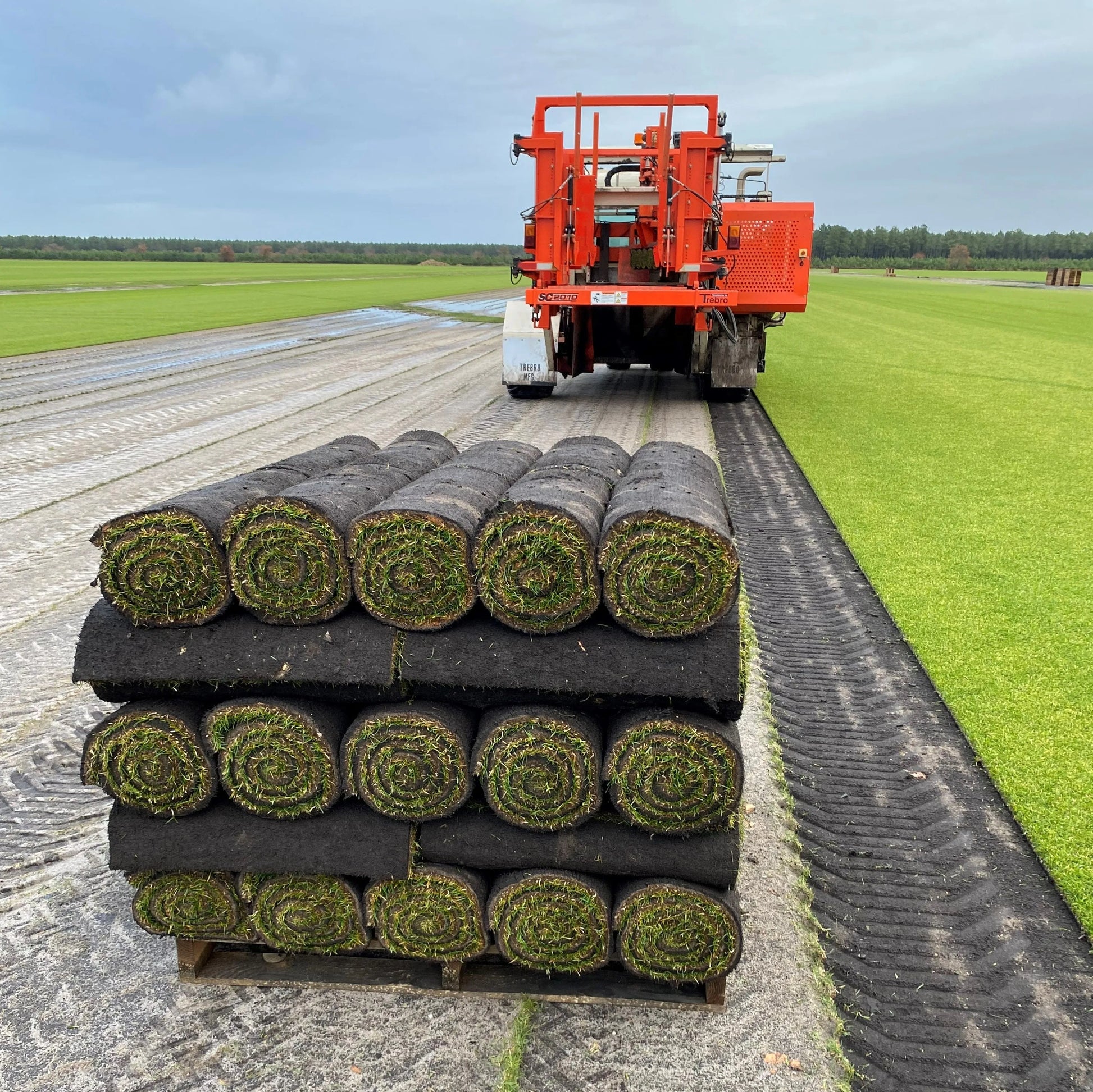 Palette chargée de rouleaux de gazon naturel enroulés avec des brins verts visibles, empilés sur plusieurs niveaux, dans un grand champ de culture de gazon.