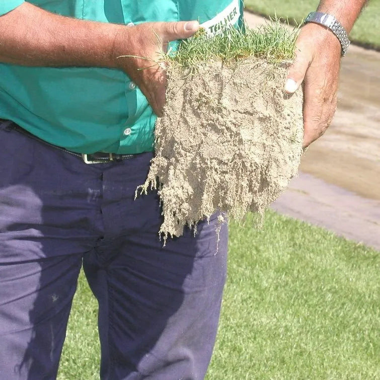 Une personne tenant une motte de gazon avec du sable compacté et des racines bien développées. La personne porte une chemise verte et une montre au poignet gauche.