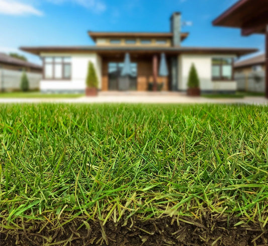 Gros plan sur le gazon de qualité supérieure Zoysia Zeon, déposé dans le Jardin d'une maison.