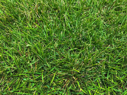 Gros plan sur le gazon de qualité supérieure Zoysia Zeon