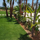 Gros plan sur un jardin paysager composé de palmiers et de plantes exotiques, accompagnés d’une pelouse parfaitement tondue. La végétation luxuriante contraste avec le sol nu, mettant en valeur le travail d’aménagement et l’aspect soigné de l’ensemble.