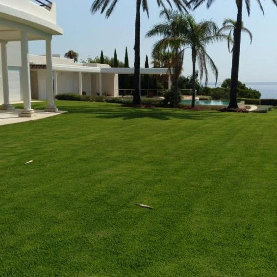 Une pelouse parfaitement entretenue avec une maison moderne en arrière-plan. Des palmiers majestueux bordent l’espace vert, créant un cadre luxueux avec vue sur la mer. L'ombre légère des arbres donne un effet apaisant.