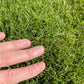 Gros plan sur une main touchant le gazon moutonnant de qualité supérieure Zoysia Geo.