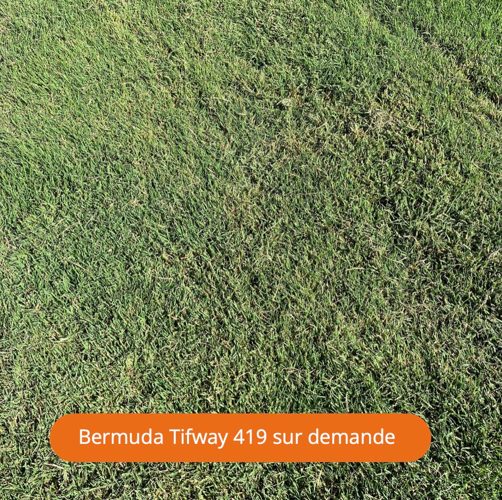 Bermuda Tifway 419