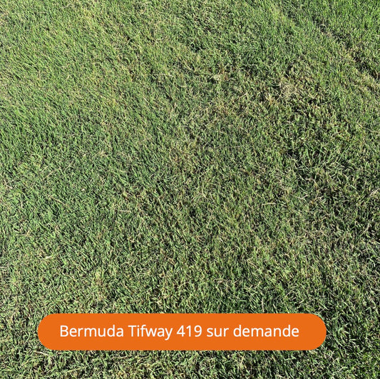 Bermuda Tifway 419