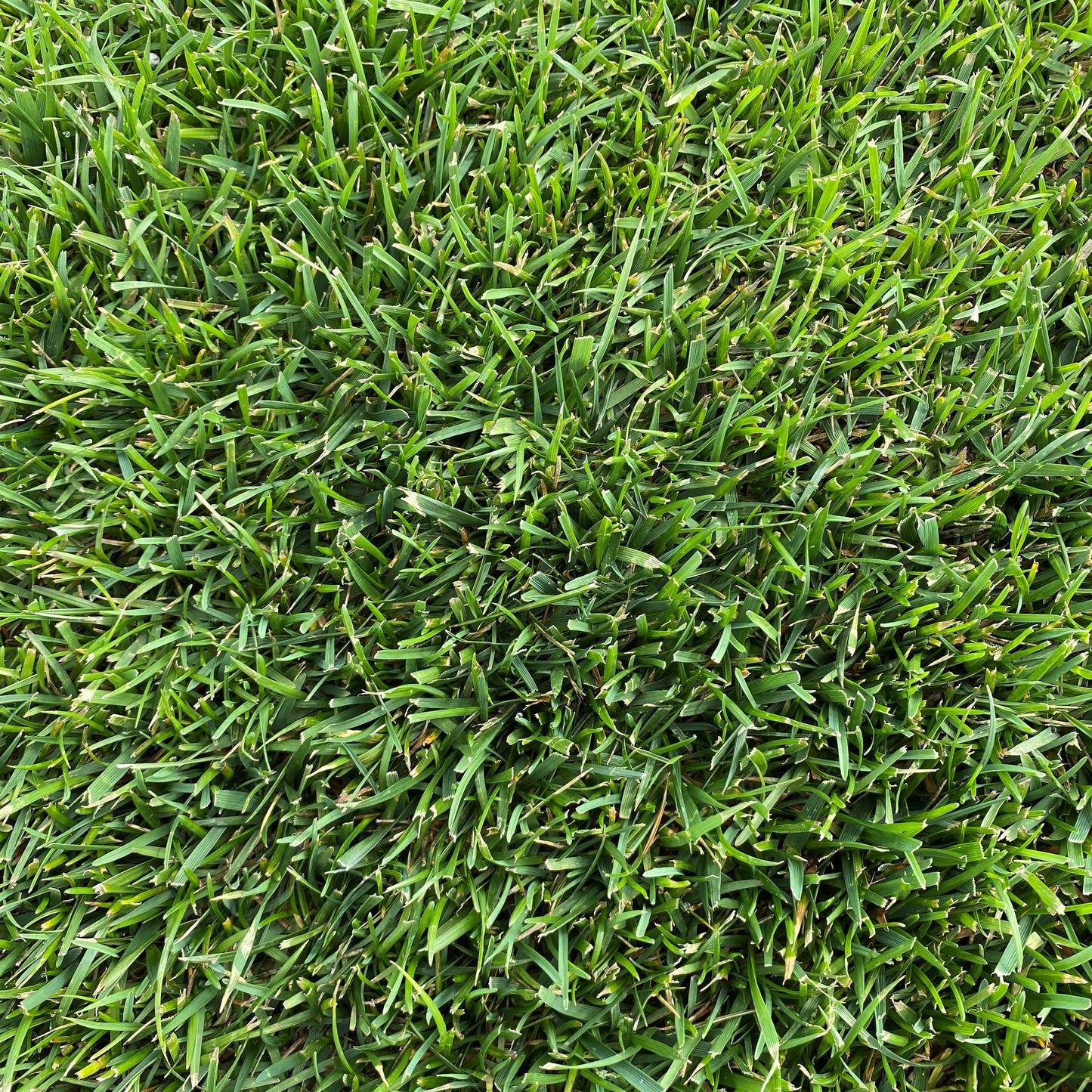 Gazon économe en eau Natural Park Extrême pour zones sèches