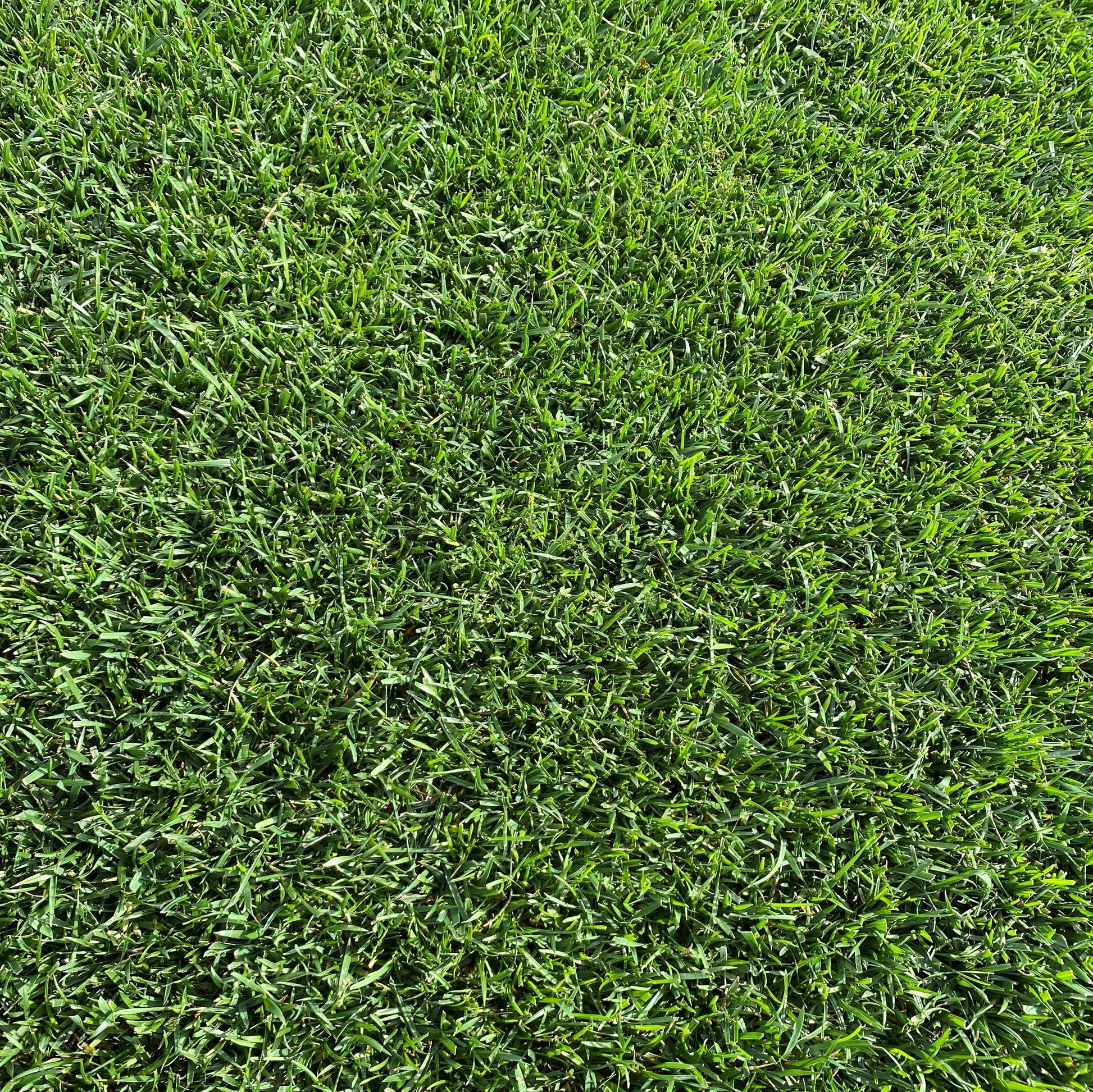 Pelouse Natural Park Extrême en rouleau dense et verte